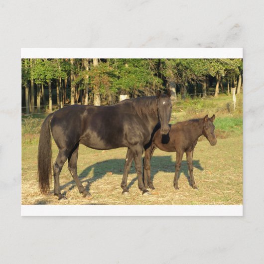 Tennessee Walking Horse Mare and Foal Briefkaart (Voorkant)