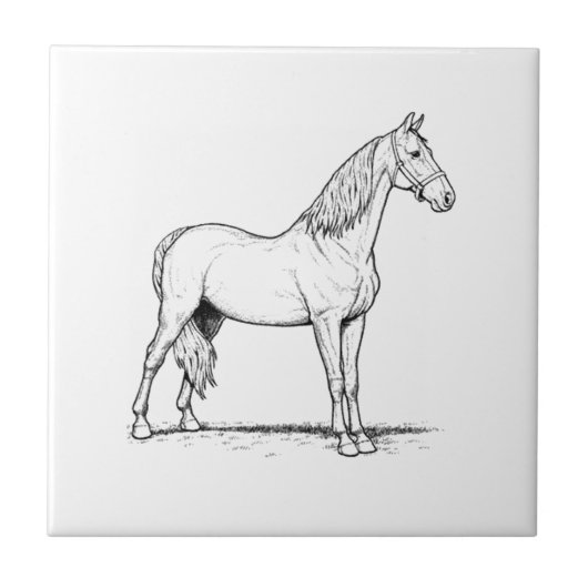 Tennessee Walking Horse - Standing Tegeltje (Voorkant)