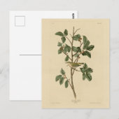 Tennessee Warbler, uit de Amerikaanse vogels van A Briefkaart (Voorkant / Achterkant)