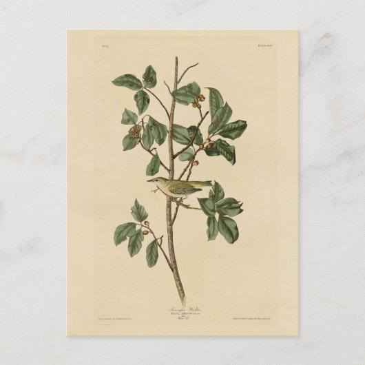 Tennessee Warbler, uit de Amerikaanse vogels van A Briefkaart (Voorkant)