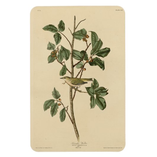 Tennessee Warbler, uit de Amerikaanse vogels van A Magneet (Verticaal)