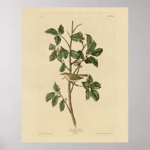 Tennessee Warbler, uit de Amerikaanse vogels van A Poster