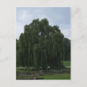 Tennessee Willow Tree Briefkaart (Voorkant)