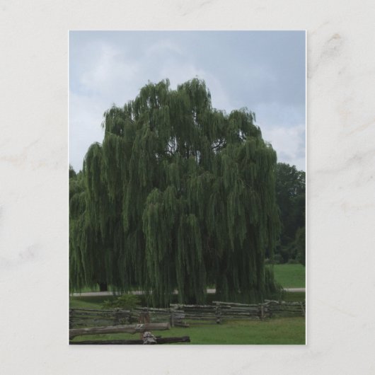 Tennessee Willow Tree Briefkaart (Voorkant)