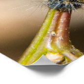 Tent Caterpijler Wall Art Poster (Hoek)