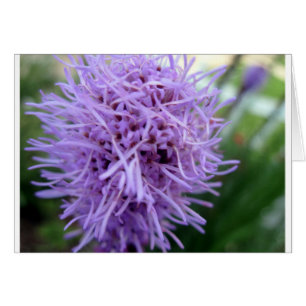 Tentacle Spider Violet Flower