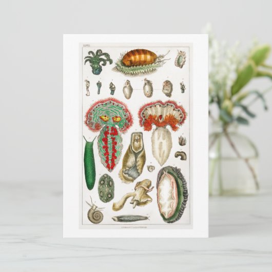 Tentacles Octopus Squidward tentacles Kaart (Staand voorkant)