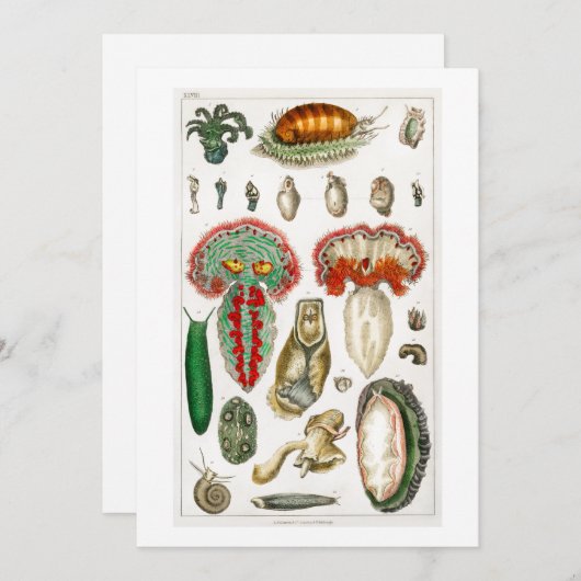 Tentacles Octopus Squidward tentacles Kaart (Voorkant / Achterkant)