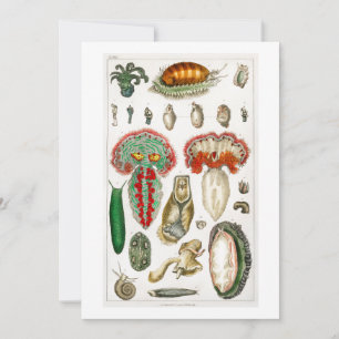 Tentacles Octopus Squidward tentacles Kaart