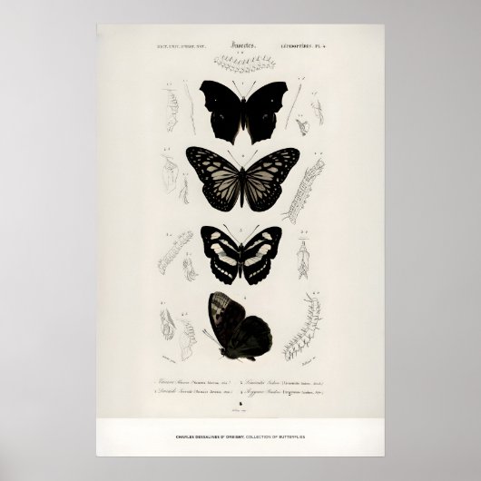 Tentoonstelling Kunstprint Charles dOrbigny Vlinde Poster (Voorkant)