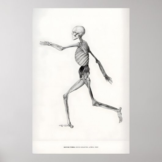 Tentoonstelling Kunstprint George Stubbs Menselijk Poster (Voorkant)