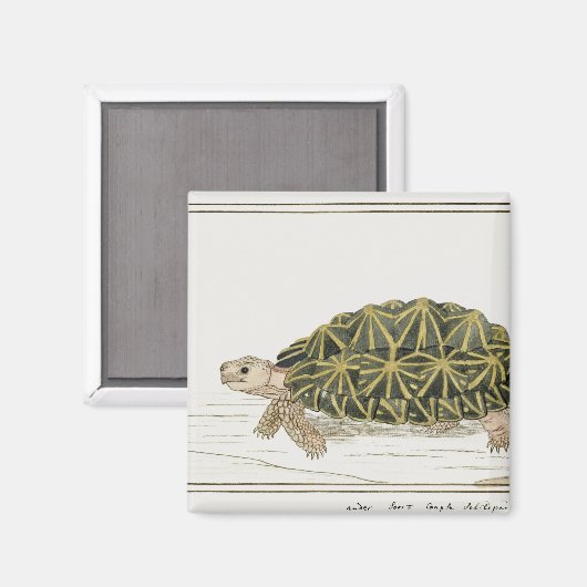 tentschildpad | Turtle Beach Zee Animal Magneet (Voorkant / Achterkant)