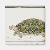 tentschildpad | Turtle Beach Zee Animal Magneet (Voorkant)