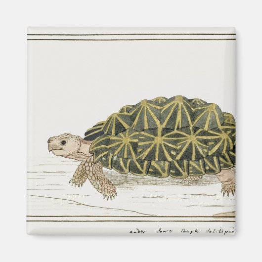 tentschildpad | Turtle Beach Zee Animal Magneet (Voorkant)