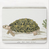 tentschildpad | Turtle Beach Zee Animal Muismat (Voorkant)