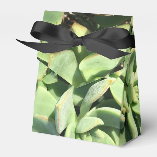 Tentstijl Favor Box - Groene vetplanten Bedankdoosjes (Voorkant Zijde)