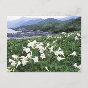 Teppo Yuri (Lelie), Yakushima, Kagoshima, Japan Briefkaart