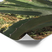 Tequila Plant Poster (Hoek)