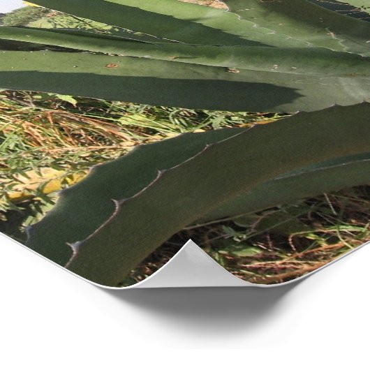 Tequila Plant Poster (Hoek)