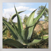 Tequila Plant Poster (Voorkant)