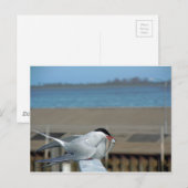 TERN-202 BRIEFKAART (Voorkant / Achterkant)