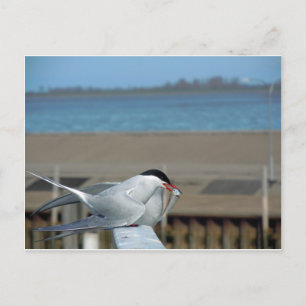TERN-202 BRIEFKAART
