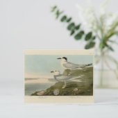 Tern Audubon Birds of America Briefkaart (Staand voorkant)