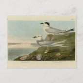 Tern Audubon Birds of America Briefkaart (Voorkant)