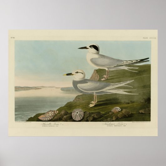 Tern Audubon Birds of America Poster (Voorkant)