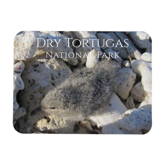Tern Chick, Struik Key, Dry Tortugas National Park Magneet (Horizontaal)