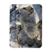 Tern Chick, Struik Key, Dry Tortugas National Park Magneet (Verticaal)