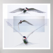 Tern Collection Poster (Voorkant)