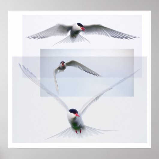 Tern Collection Poster (Voorkant)