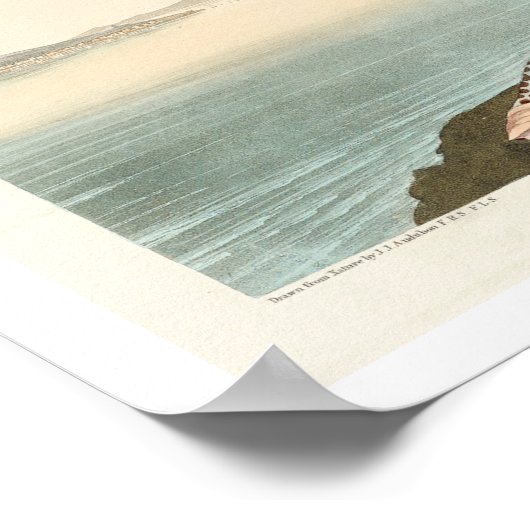 Tern en Trudeau's Tern van Audubon Poster (Hoek)