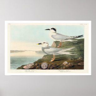 Tern en Trudeau's Tern van Audubon Poster