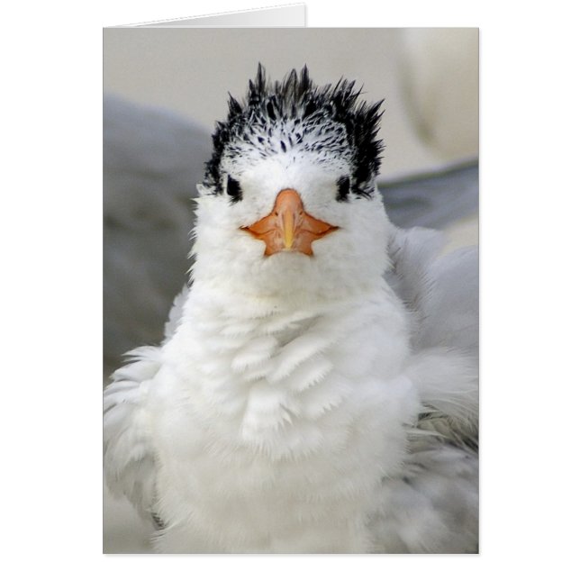 Tern Fluffy (Voorkant)