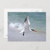 Tern in Flight Briefkaart (Voorkant / Achterkant)