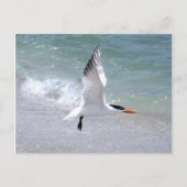 Tern in Flight Briefkaart (Voorkant)
