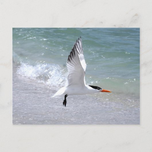 Tern in Flight Briefkaart (Voorkant)