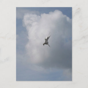 Tern in het Sky briefkaart