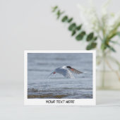 Tern natuur foto briefkaart (Staand voorkant)