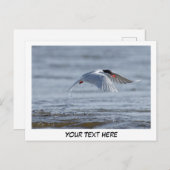 Tern natuur foto briefkaart (Voorkant / Achterkant)