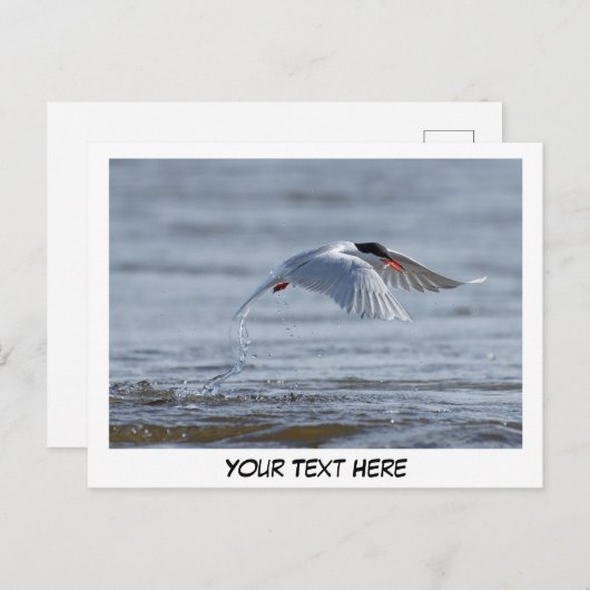 Tern natuur foto briefkaart (Voorkant / Achterkant)