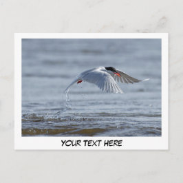 Tern natuur foto briefkaart