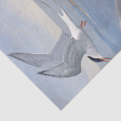 Tern zeemeeuw vogel op strand oceaan  ontvlechting tissuepapier (Detail)