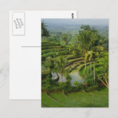 Terrace Ricefield op Bali Briefkaart (Voorkant / Achterkant)