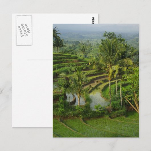 Terrace Ricefield op Bali Briefkaart (Voorkant / Achterkant)
