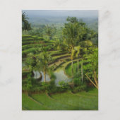Terrace Ricefield op Bali Briefkaart (Voorkant)