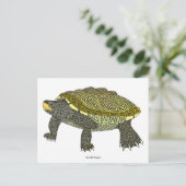 Terrapin (wit) - Ansichtkaart Briefkaart (Staand voorkant)