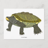 Terrapin (wit) - Ansichtkaart Briefkaart (Voorkant)